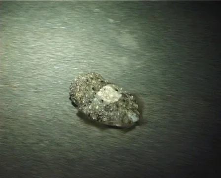 Cuttlefish hunt (D029) 動画素材 149787