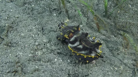 Cuttlefish on the hunt Stock Footage 338146141