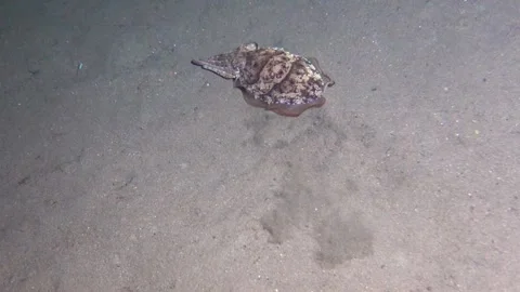 Cuttlefish hunt at night snorkling Stock Footage 205216261