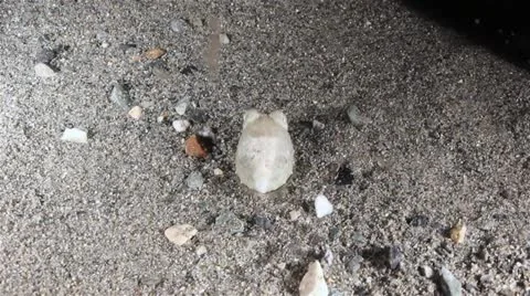 Cuttlefish hunting 動画素材 12675330