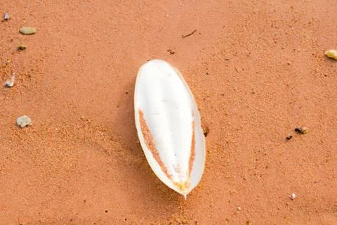 Cuttlefish isolated on sand beach Stock Photos
