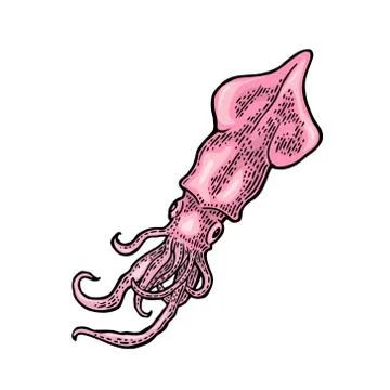Cuttlefish isolated on white background. Vintage color vector engraving Ilustración de archivo