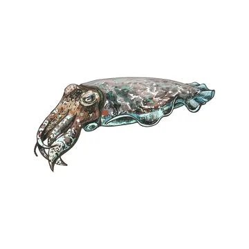 Cuttlefish isolated on white background. Vintage color vector engraving Stock Illustration