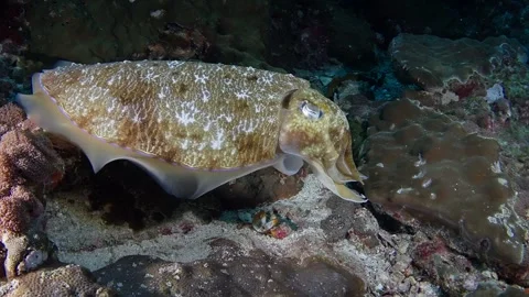Cuttlefish lays eggs 60fps 1 of 8 Stock Footage 299777336
