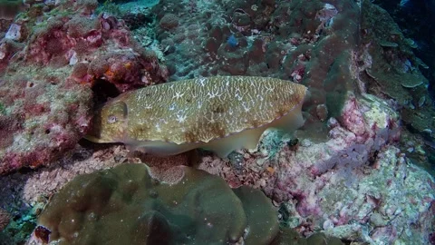 Cuttlefish lays eggs 60fps 4 of 8 Stock Footage 299777322