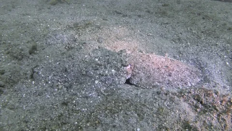 Cuttlefish, Lembeh Strait, Indonesia Stock Footage 125681459