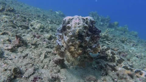 Cuttlefish in Lovina snorkling Stock Footage 205218048