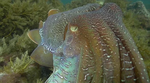 Cuttlefish mating and migrating Video stock 59709280
