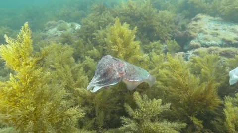 Cuttlefish mating and migrating Video stock 59710908