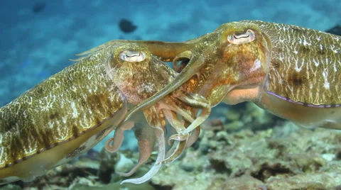 Cuttlefish mating Video stock 50796502