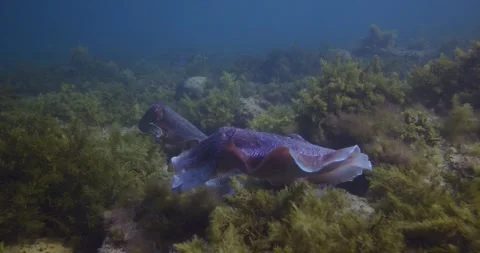 Cuttlefish Migration In South Australia Stock Footage 317065789