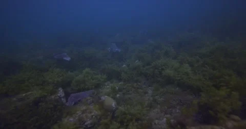 Cuttlefish Migration In South Australia Stock Footage 318072969