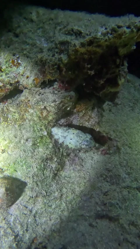 Cuttlefish at Night Dive Stock Footage 319954090