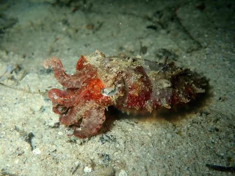 Cuttlefish on night dive Stock Photos