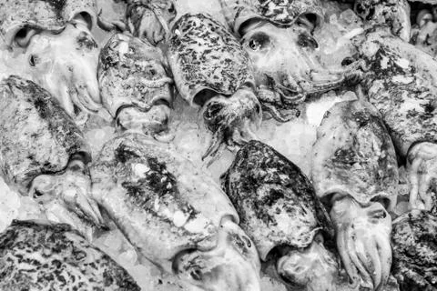 Cuttlefish in open seamarket Foto stock