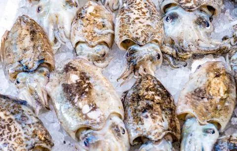 Cuttlefish in open seamarket Stock Photos
