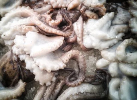 Cuttlefish in open seamarket Stock Photos