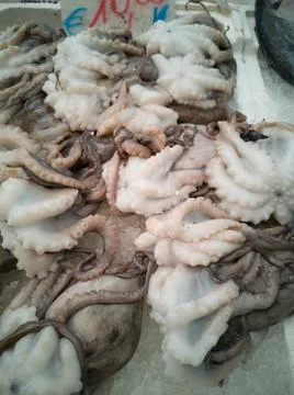 Cuttlefish in open seamarket Stock Photos