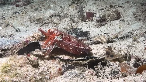 Cuttlefish Over The Sand, Raja Ampat, Indonesia Clip3309 Stock Footage 280307054