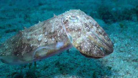 Cuttlefish Over Sandy Bottom - Close Up - Philippines Stock Footage