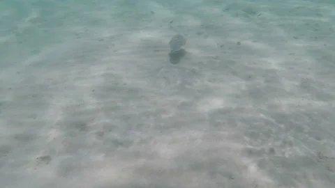 Cuttlefish over seabed Video stock 85793406