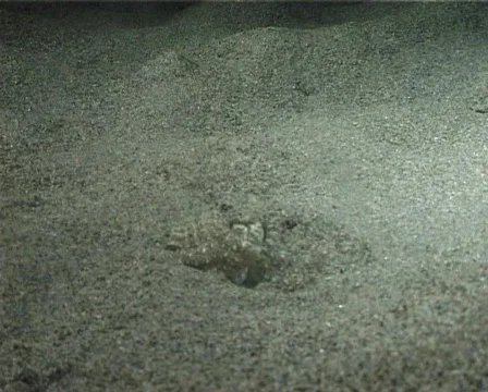Cuttlefish part 1 (D026) 動画素材 149659