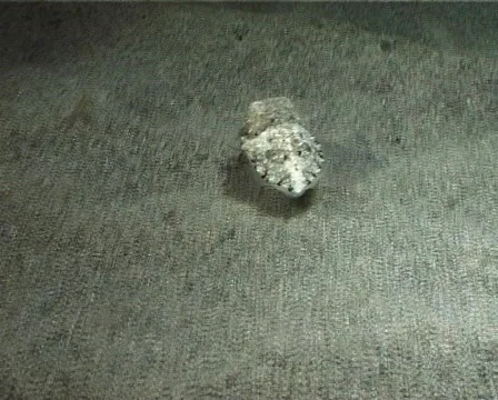 Cuttlefish part 2 (D026) 動画素材 149704