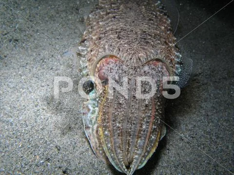 Cuttlefish Stock Photos