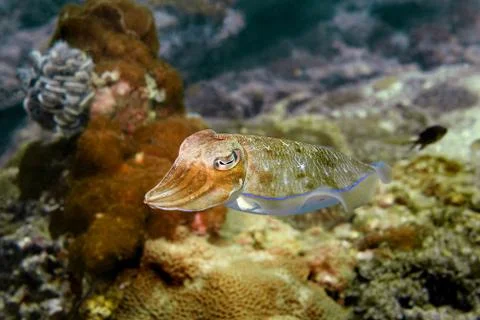 Cuttlefish Stock Photos