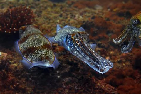 Cuttlefish Stock Photos
