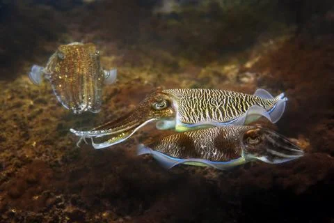 Cuttlefish Stock Photos