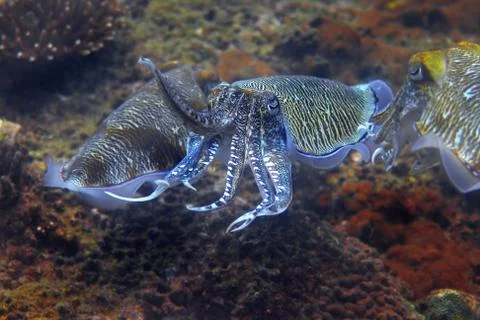 Cuttlefish Stock Photos