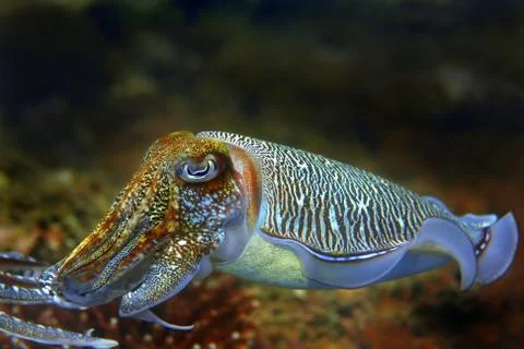Cuttlefish Stock Photos
