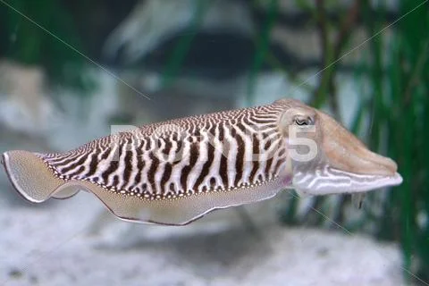 Cuttlefish Stock Photos