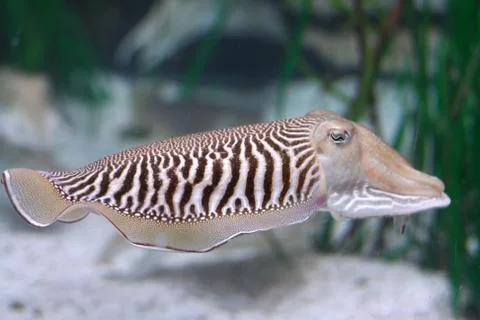 Cuttlefish Stock Photos