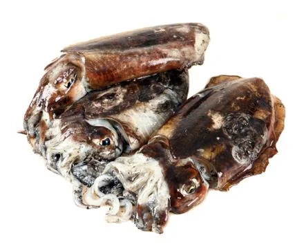 Cuttlefish Stock Photos