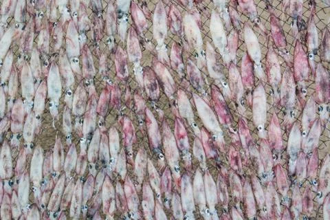 Cuttlefish Stock Photos