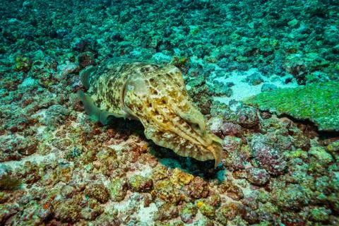 Cuttlefish Stock Photos