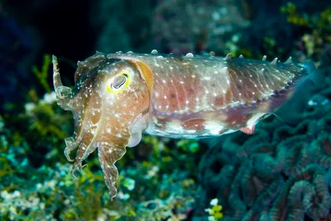 Cuttlefish Stock Photos