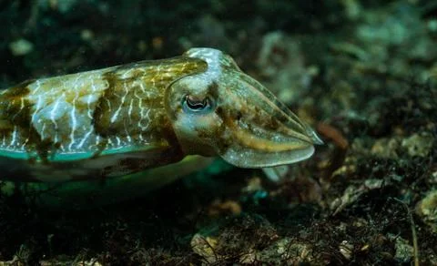 Cuttlefish Foto stock