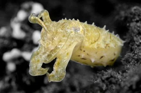 Cuttlefish Stock Photos