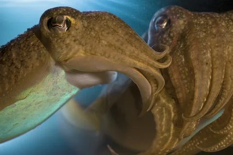 CUTTLEFISH Stock Photos