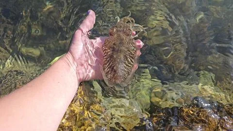 Cuttlefish Stock Photos