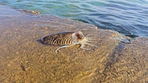 Cuttlefish Foto stock