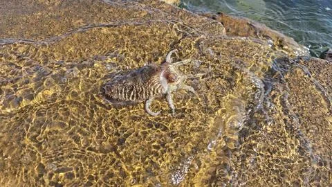 Cuttlefish Foto stock