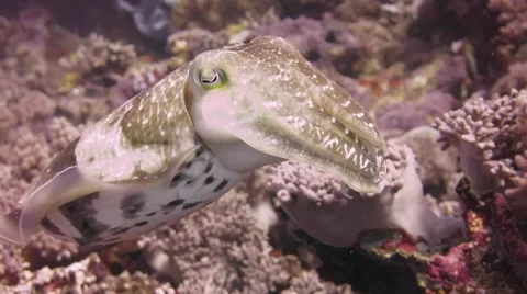 Cuttlefish posing for camera Stock Footage 41745527