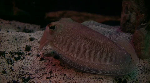 Cuttlefish is resting at the bottom of the tank Stock Footage