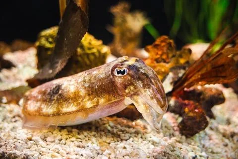 Cuttlefish resting on seabed rocks with mottled camouflage pattern and detailed Stock Photos
