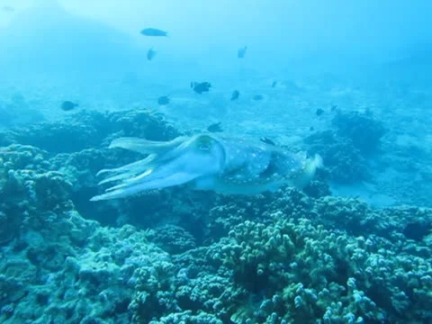 Cuttlefish retreating Stock Footage 26401590