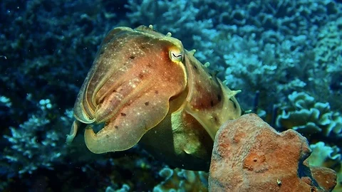 Cuttlefish running away Stock Footage 119878473
